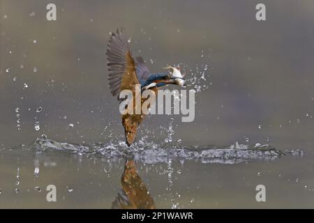 Martin pescatore comune (Alcedo atthis), maschio adulto, in volo, con rudd (Scardinius eritrypthalamus) come preda nel suo becco, Suffolk, Inghilterra, Unito Foto Stock