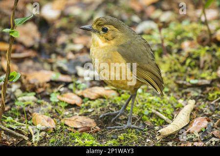 Tawny Antpitta (Grallaria quitensis) adulto in piedi sul pavimento della foresta pluviale, Ecuador Foto Stock