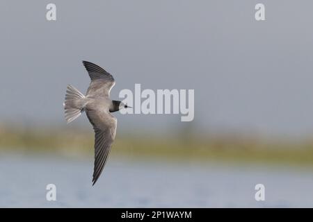 Tern Nero (Chlidonias niger) piumaggio estivo adulto, volando sull'acqua, Ungheria Foto Stock