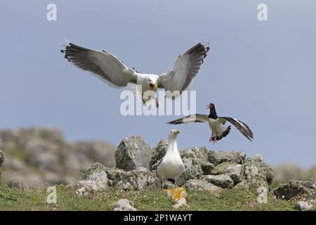 Eastercatcher eurasiatico (Haematopus ostralegus) adulto, volo, mobbing gabbiano con dorso nero (Larus marinus) adulto piombatura estiva, coppia, Skomer Foto Stock
