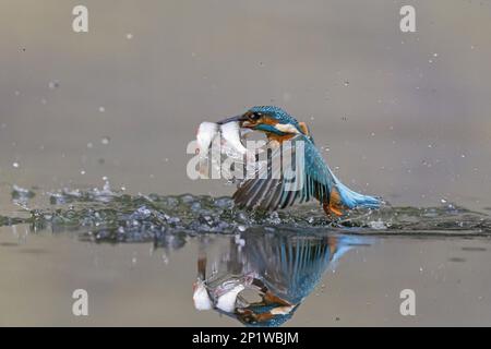 Martin pescatore comune (Alcedo atthis), maschio adulto, in volo, emergente dall'acqua, con 2 rudd (Scardinius eritrypthalamus) come preda nel suo becco Foto Stock