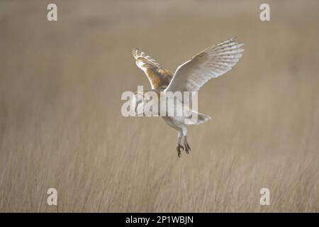 Civetta comune (Tyto alba) adulto, volando sopra praterie, Suffolk, Inghilterra, novembre, soggetto controllato Foto Stock