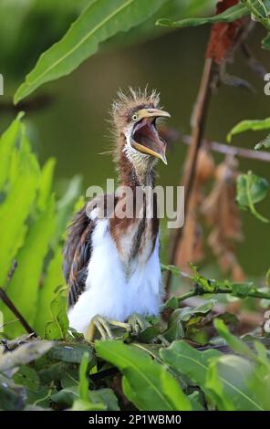 Airone tricolore, aironi, animali, uccelli, airone tricolore (Egretta tricolore), nestlings in cerca di cibo, Florida USA Foto Stock