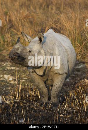 Rinoceronte indiano (rinoceronte unicornis) adulto, in piedi nella prateria, Kaziranga N.P., Assam, India Foto Stock