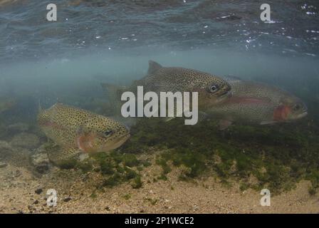 Arcobaleno trota (Oncorhynchus mykiss) introdotto specie, adulti, nuoto nel fiume, fiume Derwent, Derbyshire, Inghilterra, Regno Unito Foto Stock