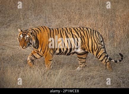 Tigre bengala (tigre Panthera tigris), tigre reale bengala, tigre, gatti grandi, predatori, Mammiferi, animali, tigre indiana giovane maschio, camminando in asciutto Foto Stock