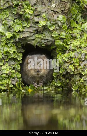 European Water vole (Arvicola anphibius), Kent, Gran Bretagna. In un tubo di scarico. Nel mese di aprile 2015 Foto Stock