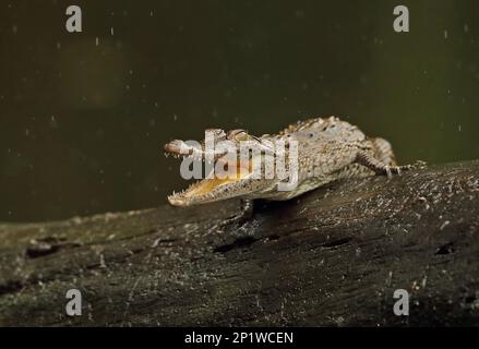 Coccodrilli appuntiti, coccodrilli appuntiti, coccodrilli americani, coccodrilli americani (Crocodylus acutus), altri animali, coccodrilli, rettili, animali Foto Stock