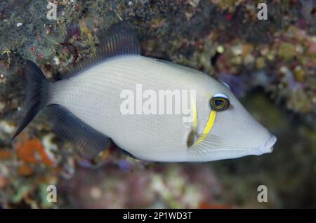 Pesce di tribù Boomerang, pesce di tribù panciato bianco, pesce di tribù Boomerang, pesce di tribù panciato bianco, altri animali, Pesci, animali, Triggerfish, Scy Foto Stock