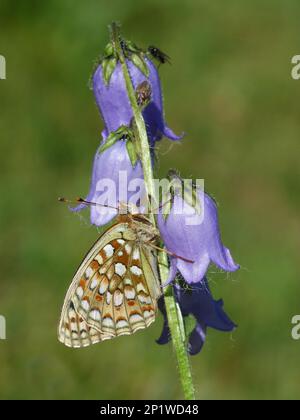 Niobe Fritillary (Fabriciana niobe) Adulto arroccato su Bellflowers auricolari (Campanula barbata) Passo del Sempione Svizzera, Agosto 2016 Foto Stock