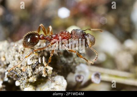 Formiche di nodo, formiche di nodo, altri animali, insetti, animali, Formiche, ANT Myrmica sulcinodis operaio adulto che porta preda. Shropshire, Inghilterra, Gran Bretagna Foto Stock