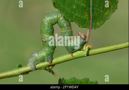 Larve di falce pepate (Biston betularia) nell'ultima fase, nutrite di salm sallow, Salx caprea, Leicestershire, settembre 2015 Foto Stock