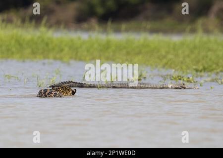 giaguaro sudamericano (Panthera onca palustris) adulto che si stalca il caimano del Paraguayan yacare (Caiman yacare) preda in acqua, fiume Cuiaba, Mato Grosso Foto Stock