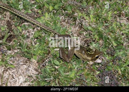 Bronzeback dipinto (Dendrelaphis pictus), con catturato comune asiatico rana d'oro (polypedates leucomystax), Klungkung, Bali, Indonesia Foto Stock