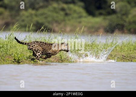 Adulto sudovest americano jaguar (Panthera onca palustris) caccia in acqua preda del caimano del Paraguayan (Caiman yacare), Cuiaba fiume, Mato Grosso Foto Stock