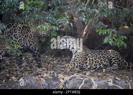 Parana jaguar, giaguaro sudamericano (Panthera onca palustris), specie minacciate, grandi gatti, predatori, mammiferi, animali, jaguar adulti, due maschi Foto Stock