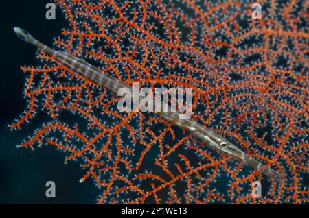 Trombettista cinese (Aurostomus chinensis) (Pesci), banda, Indonesia, trombettia del Pacifico, pesce ago, Animali, altri animali, trombettisti Foto Stock