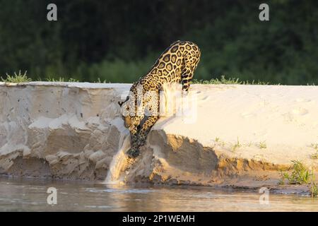 Parana jaguar, giaguaro sudamericano (Panthera onca palustris), specie minacciate, predatori, mammiferi, animali, giaguaro adulto, sandbank scorrevole verso il basso Foto Stock