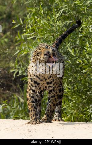 Parana jaguar, giaguaro sudamericano (Panthera onca palustris), specie minacciate, predatori, mammiferi, animali, adulto jaguar, scuotendo l'acqua Foto Stock