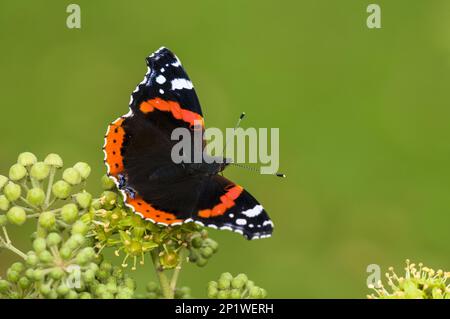 Un ammiraglio rosso (Vanessa atalanta) farfalla adulta nectaring su fiori di edera comune (Hedera Helix) in una siepe a Thirsk, North Yorkshire Foto Stock