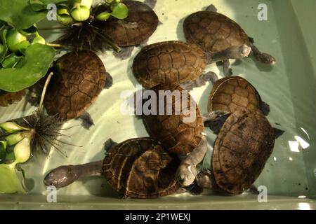 Le tartarughe di acqua dolce minacciate dal rischio di estinzione (criticamente minacciate) e endemiche dell'Isola di Rote, l'Indonesia, le tartarughe a collo di serpente (Chelodina mcccordi), sono fotografate presso un impianto di allevamento ex-situ autorizzato a Giacarta. "La tartaruga dal collo di serpente di Rote Island è un esempio lampante di come il commercio insostenibile abbia portato intere specie sull'orlo dell'estinzione", ha dichiarato Jim Breheny, Wildlife Conservation Society (WCS), vicepresidente esecutivo e direttore dello zoo del Bronx, pubblicato da WCS Newsroom il 7 settembre 2022. Foto Stock