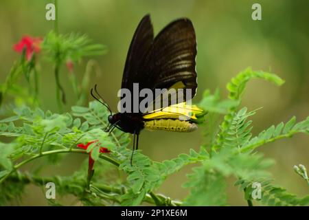 Farfalla comune birdwing. Troides helena. Appendice II CITES. Java, Indonesia. Foto Stock