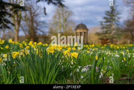 3rd marzo 2023 Dodding Hall Gardens, Doddington, vicino a Lincoln, Lincolnshire, Inghilterra, Regno Unito tempo, giardini, colorare la scena colorata oggi a Doddington Hal Gardens vicino a Lincoln, che è attualmente aperto per la primavera bulbi Pageant. Il concorso a bulbo primaverile fu iniziato negli anni '1950s da Ralph e Antonia Jarvis. Uno spettacolare spettacolo di bulbi primaverili, a partire dai primi di febbraio con meravigliose gocce di neve e aconiti invernali, ciclamini e Crocus tommasinianus, che proseguirà attraverso marzo e i primi di aprile con derive di gigli Quaresima e la nostra collezione unica di narcisi del patrimonio (tra cui Foto Stock