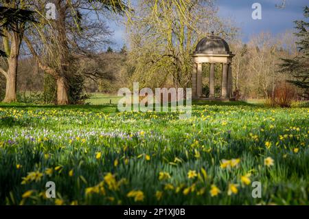 3rd marzo 2023 Dodding Hall Gardens, Doddington, vicino a Lincoln, Lincolnshire, Inghilterra, Regno Unito tempo, giardini, colorare la scena colorata oggi a Doddington Hal Gardens vicino a Lincoln, che è attualmente aperto per la primavera bulbi Pageant. Il concorso a bulbo primaverile fu iniziato negli anni '1950s da Ralph e Antonia Jarvis. Uno spettacolare spettacolo di bulbi primaverili, a partire dai primi di febbraio con meravigliose gocce di neve e aconiti invernali, ciclamini e Crocus tommasinianus, che proseguirà attraverso marzo e i primi di aprile con derive di gigli Quaresima e la nostra collezione unica di narcisi del patrimonio (tra cui Foto Stock