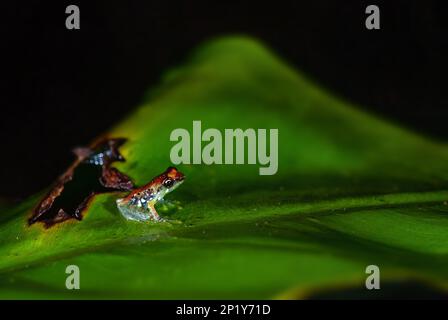 Rana variabile del Madagascar - Guibemantis liber, bella rana colorata endemica nelle foreste pluviali del Madagascar, Andasibe, Madagascar. Foto Stock