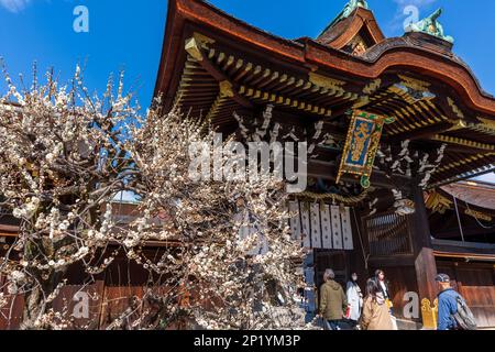 Kyoto, Giappone - 03 2023 marzo : Festival della fioritura delle prugne nel Santuario di Kitano Tenmangu in primavera. Foto Stock