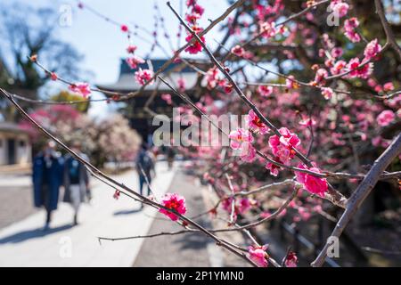 Kyoto, Giappone - 03 2023 marzo : Festival della fioritura delle prugne nel Santuario di Kitano Tenmangu in primavera. Foto Stock