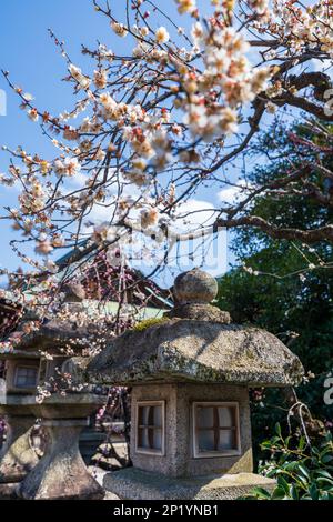 Kyoto, Giappone - 03 2023 marzo : Festival della fioritura delle prugne nel Santuario di Kitano Tenmangu in primavera. Foto Stock