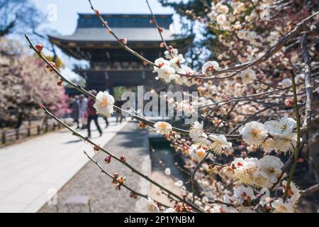 Kyoto, Giappone - 03 2023 marzo : Festival della fioritura delle prugne nel Santuario di Kitano Tenmangu in primavera. Foto Stock