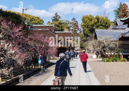 Kyoto, Giappone - 03 2023 marzo : Festival della fioritura delle prugne nel Santuario di Kitano Tenmangu in primavera. Foto Stock