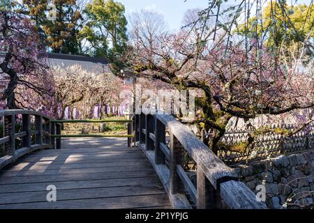 Kyoto, Giappone - 03 2023 marzo : Festival della fioritura delle prugne nel Santuario di Kitano Tenmangu in primavera. Foto Stock