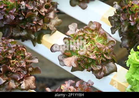 Lattuga fresca di quercia rossa biologica in fattoria verde piantagione biologica. Cibo sano, agricoltura e concetto idroponico Foto Stock