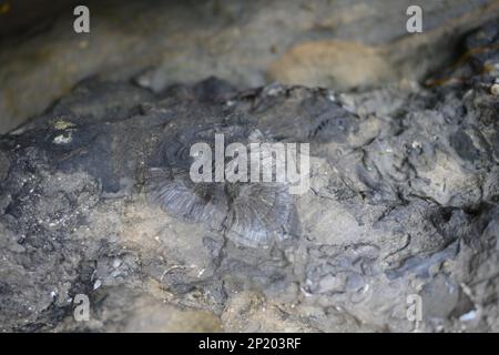 Rugose corallo in pietra argentata, Fossil Island sulla Pirates Bay, la penisola di Tasman, Tasmania dove si rivelano antichi fondali marini Foto Stock