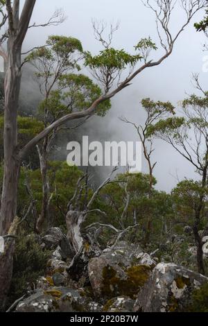 Sopra le nuvole sulla vegetazione nativa del Monte Wellington e l'eucalipto gigante costeggia la montagna Foto Stock