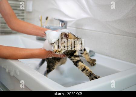 Una donna bagna un gatto nel lavandino. Foto Stock