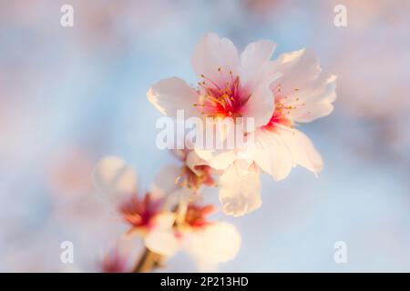 Fiori di mandorla rosa in primavera Foto Stock