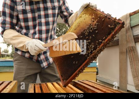 Apicoltore spazzolando le api dalla struttura dell'alveare all'apiario, primo piano. Raccolta del miele Foto Stock