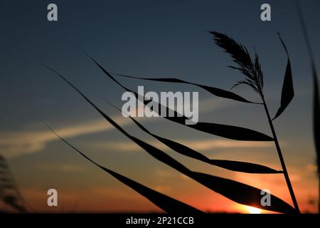 Silhouette di bella pianta di canna al tramonto, primo piano Foto Stock