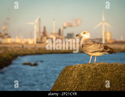 Seagull sullo sfondo dell'industria pesante a Ijmuiden, Paesi Bassi. Messa a fuoco selettiva Foto Stock