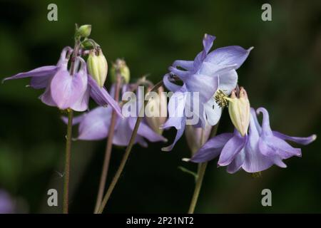 Lilla viola fiori di columbine, Aquilegia vulgaris, calici di Granny con petali rigogliosi, fioriti in estate, su fondo naturale verde scuro Foto Stock