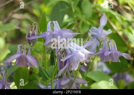 Un gruppo di fiori di lilla viola, Aquilegia vulgaris, cornetti di Granny con petali rigogliosi, fioriti in estate, fondo verde naturale Foto Stock