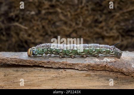 Kiefernschwaermer, Sphinx pinastri, falco-falco di pino Foto Stock