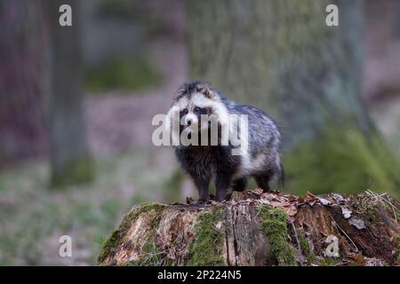 Marderhund, Nyctereutes procionoides, comune cane da procione Foto Stock