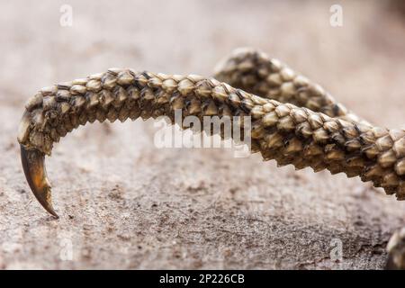 Punta di una lucertola frollata (Chlamydosaurus kingii) che mostra il punto di artiglio. Elliott River Bundaberg Australia Foto Stock