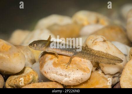 Teichmolch-larve, Lissotriton vulgaris, liscio nuovo Foto Stock