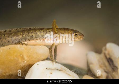 Teichmolch-larve, Lissotriton vulgaris, liscio nuovo Foto Stock